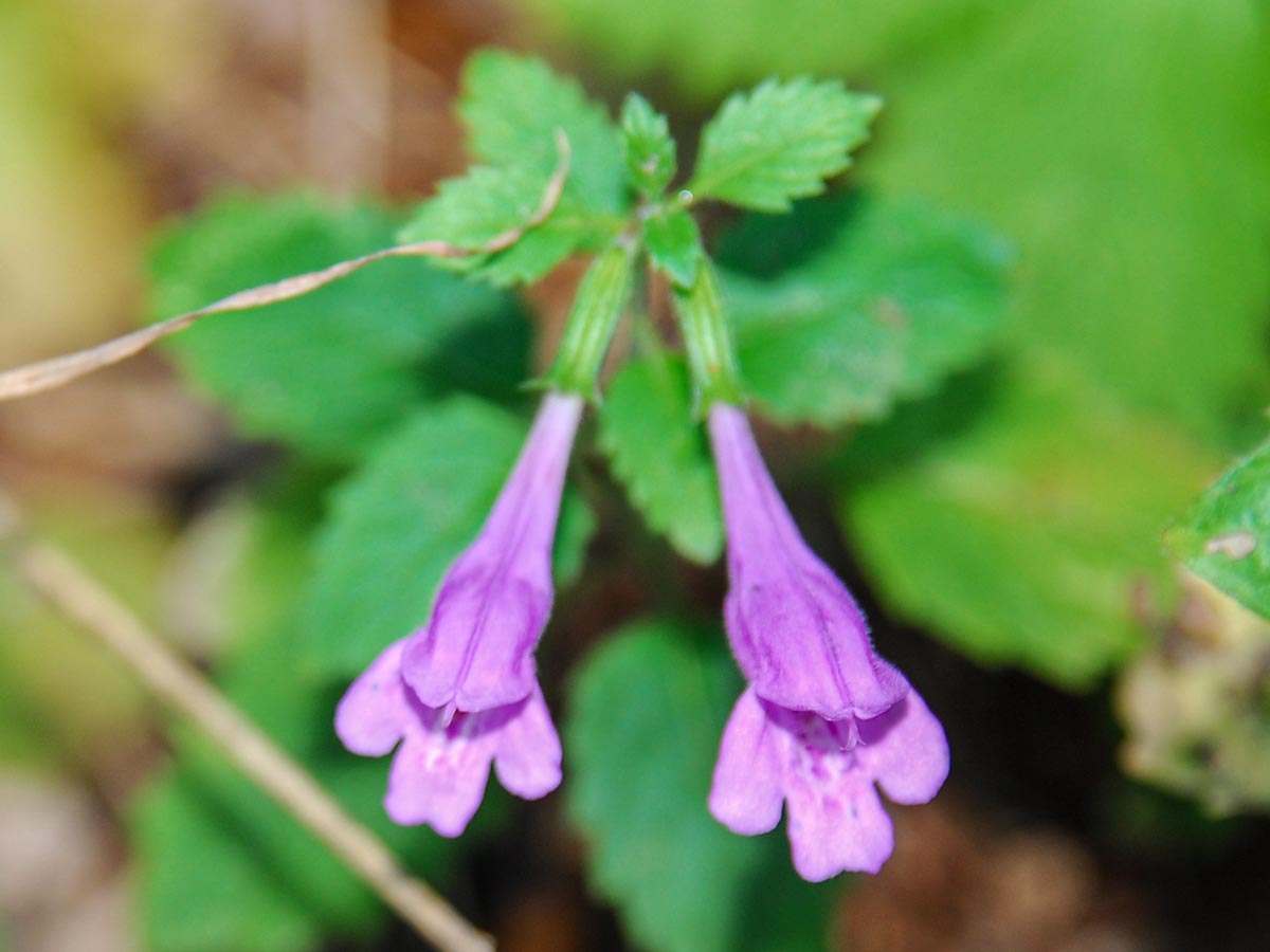 Blüten